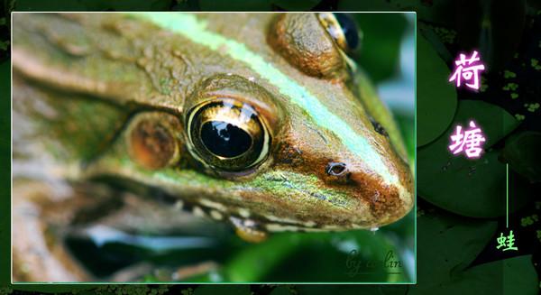 【荷塘——蛙】(原来青蛙是睁着眼睡觉的