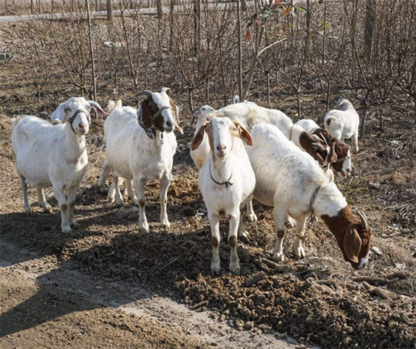 养山羊的时候不能只是放养,也应该提供饲料,天然草料营养有限