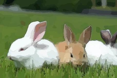 女属兔男属马 女属兔和什么属相最配