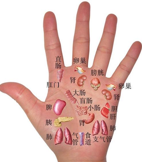 如何从手相看疾病一:肝病,有肝病的人手掌面血色较淡,有暗红或紫斑.